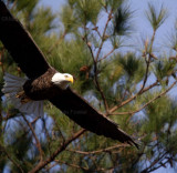 1-15-11 2353 2 male leaving.jpg