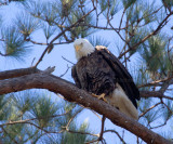1-19-11 3072 male.jpg