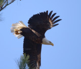 1-19-11 3093 male.jpg