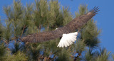 1-19-11 3104 male.jpg