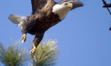 1-19-11 3152 too much eagle.jpg
