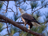 1-19-11 3209 female.jpg