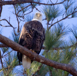 1-19-11 3231 female.jpg