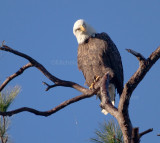 1-29-11 3735 male.jpg