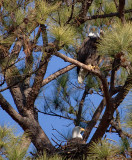 1-30-11 4551 female top male nest.jpg
