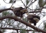 2-2-11 4881 after mating.jpg