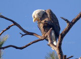 1-29-11 3695 male.jpg