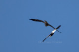 2-8-11 5628 adult with subadult.jpg