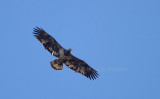 2-8-11 5644 3-4yr juvie around nest.jpg