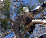 2-10-11 0057 female - snow.jpg
