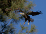 2-12-11 0712 female.jpg