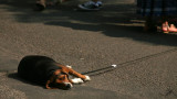 IMG_7995 Doggone hot, doggone tired. Artwalk, July 12
