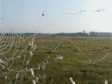 2010_08_05 Morning Magic by Elke-e.jpg