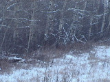 blowingsnow-dec12-2010.jpg