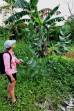 1. Calotropis gigantea
