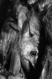 Skipjack tuna. L1007902.jpg