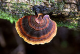 Fungi on the way to the boulder field. IMG_6762.jpg