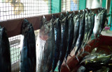fish for sale. L1008734.jpg