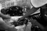Bagging up of live mangrove crabs. L1010061.jpg