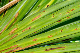 8. Affected Pandanus leaves. All brown areas had exit holes. IMG_5033.jpg