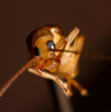 8. Blister beetle. IMG_5122.jpg