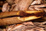 16, Split aerial root of Pandanus affected by rot. IMG_5149.jpg