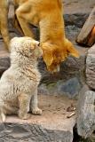 Two dogs and a bone. Fenghuang, Hunan Province, China