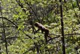 Scouting for food. Rhesus Monkey.