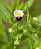 Beetle and two tiny flies.