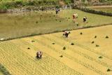 Spring planting of rice fields.