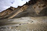Road to the base camp at Mt. Everest. Horses are used to move people and supplies back and forth.