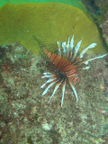 Canon G10 Underwater Test - Byron Bay