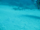 Ningaloo Marine Park - Whale Sharks and diving - Exmouth, WA.