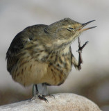Pipit, American D-008.jpg