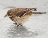 Pipit, American D-040.jpg