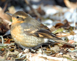 Thrush, Varied Female D-033.jpg