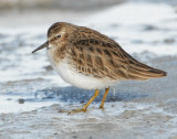 Sandpiper Least D-002.jpg
