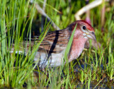 Finch, Cassin's