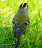 Kinglet, Golden-crowned