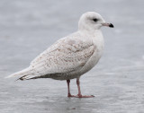Gull, Iceland
