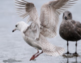 Gull, Iceland