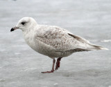 Gull, Iceland