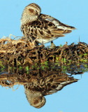 Sandpiper, Least
