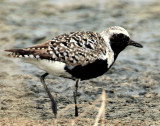Plover, Black-bellied