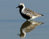Plover, Black-bellied