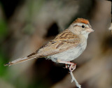 Sparrow, Chipping