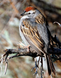 Sparrow, Chipping