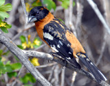 Grosbeak, Black-headed