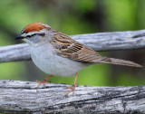 Sparrow, Chipping