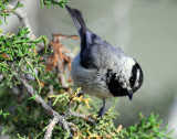 Chickadee, Mountain